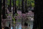 Eastern purple bladderwort